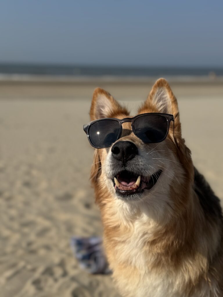 Mehrsitzer mieten in Kleve 3 Hund mit Sonnenbrille